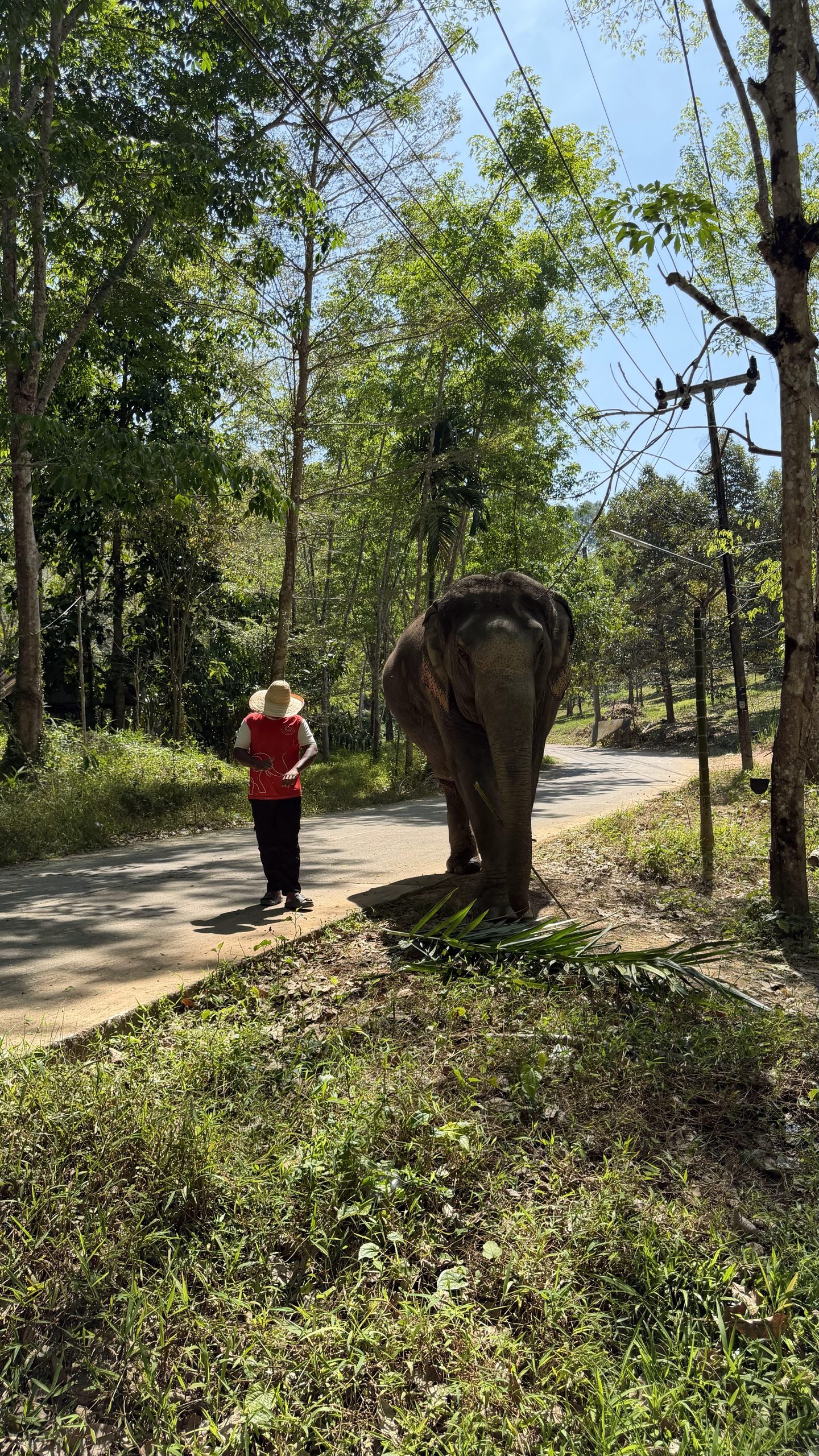 Sanctuaire éthique d&rsquo;éléphants à Khao Lak : mon avis complet
