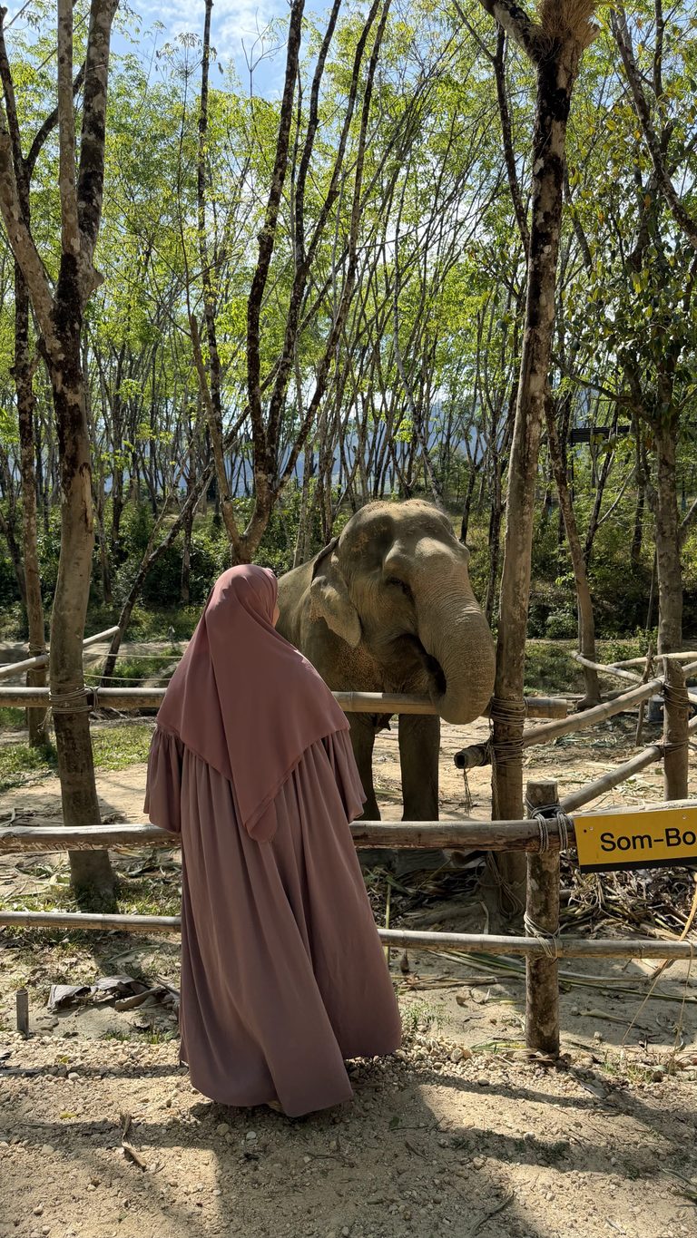 Rencontre avec un éléphant au sanctuaire éthique de Khao Lak