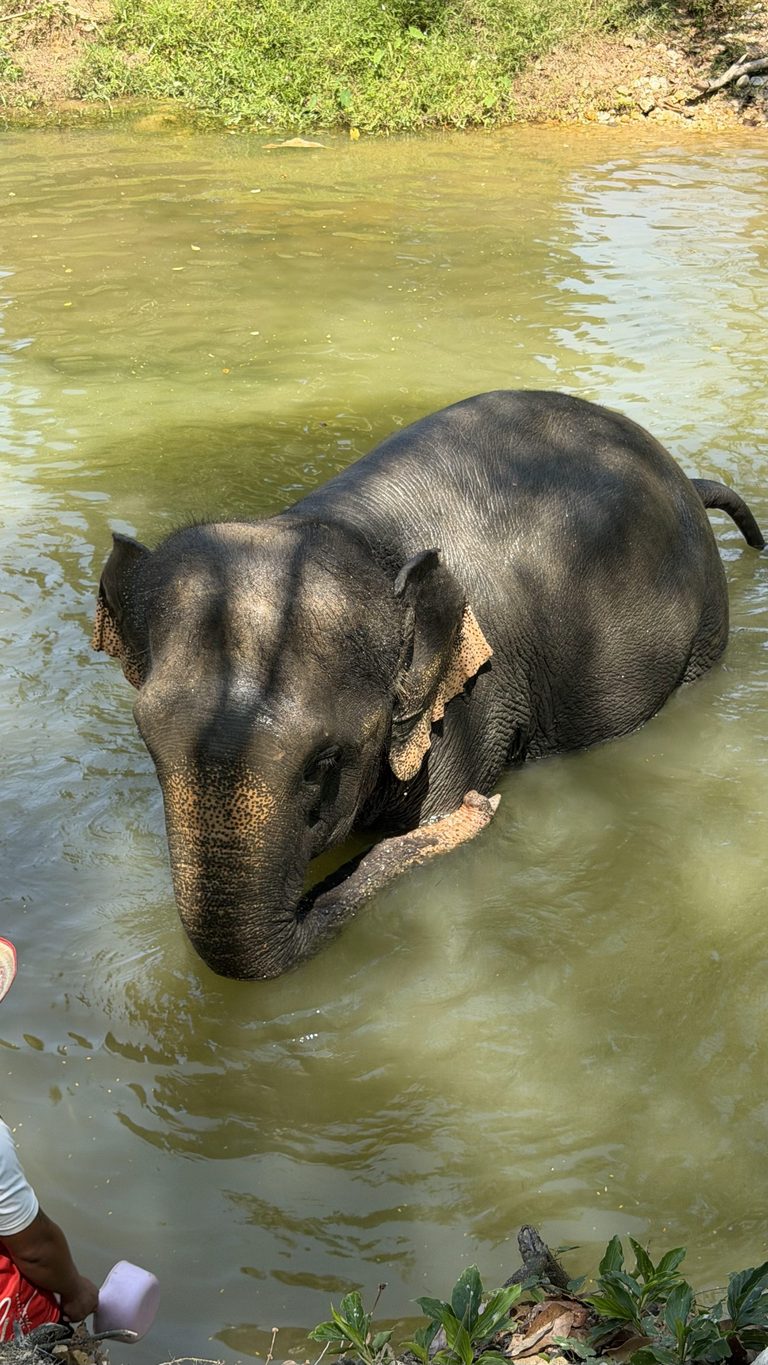 Éléphant prenant un bain de boue au sanctuaire de Khao Lak