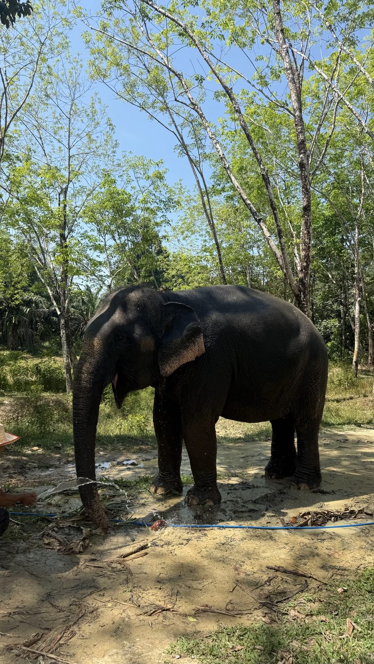 Éléphant en liberté dans la forêt du sanctuaire éthique de Khao Lak