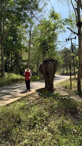 Sanctuaire éthique d&rsquo;éléphants à Khao Lak : mon avis complet