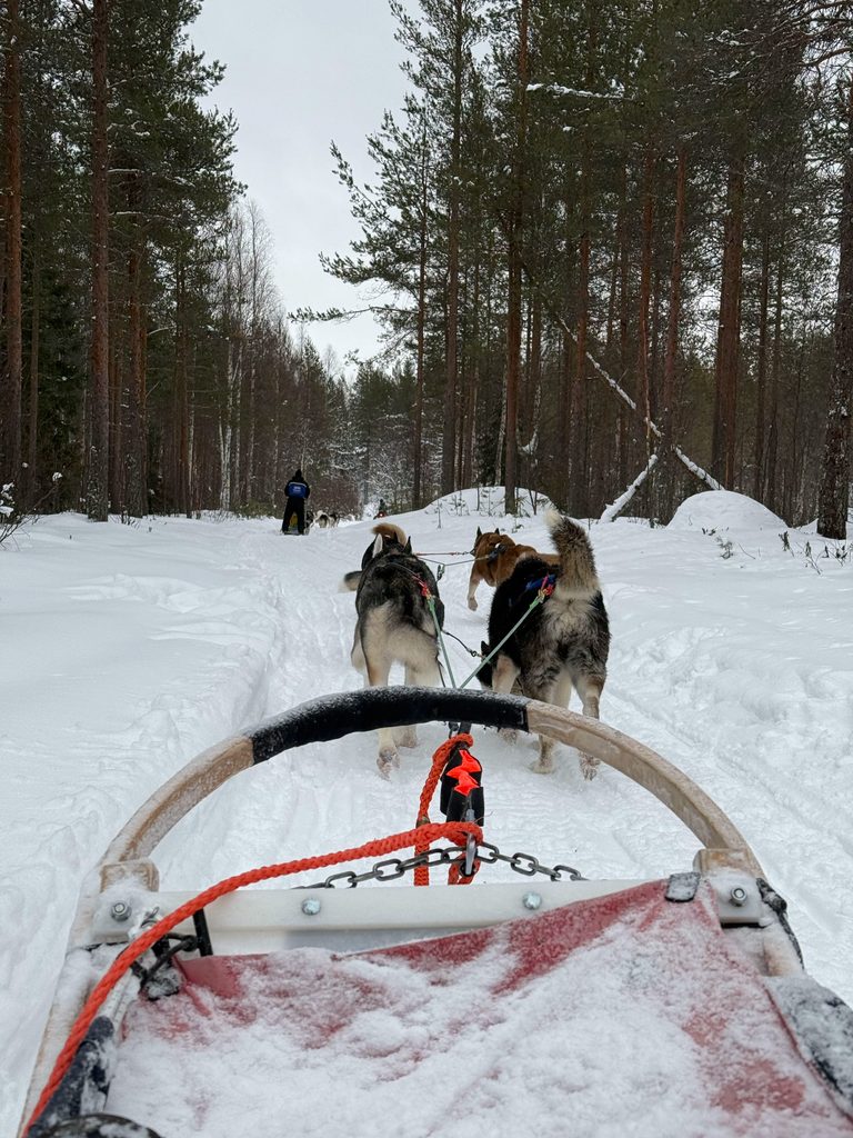 Balade en traîneau à huskies dans la forêt enneigée