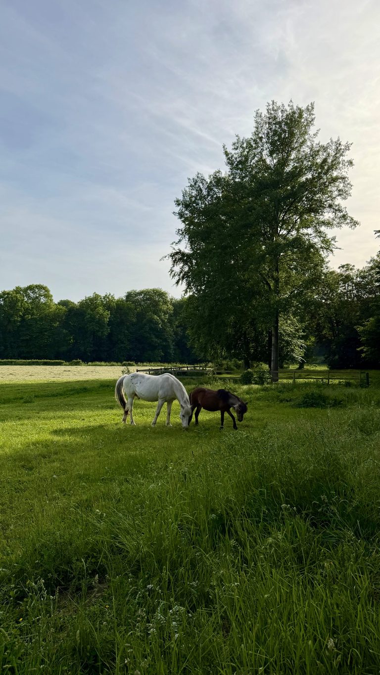 Chevaux dans la prairie de la Ferme de Sorval