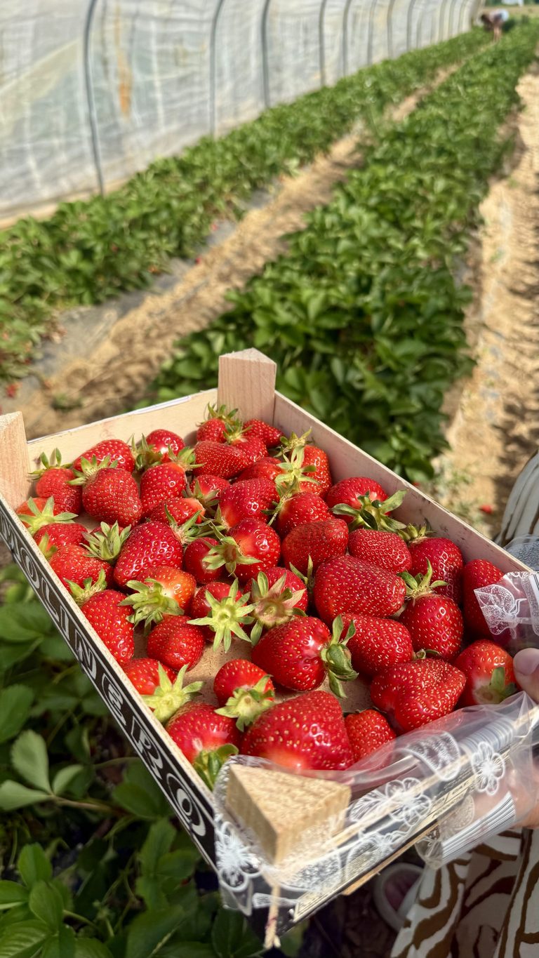 Barquette de fraises cueillies à la Ferme de Sorval