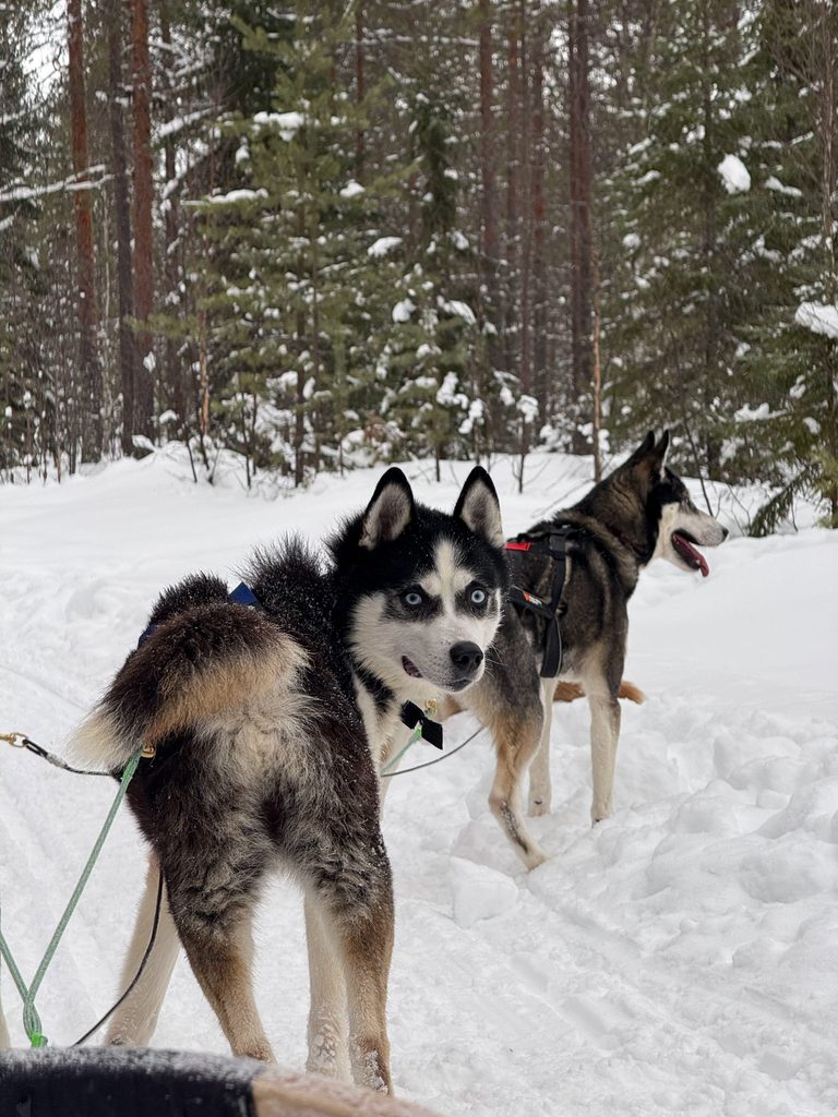 Huskies attelés dans la forêt enneigée de Laponie