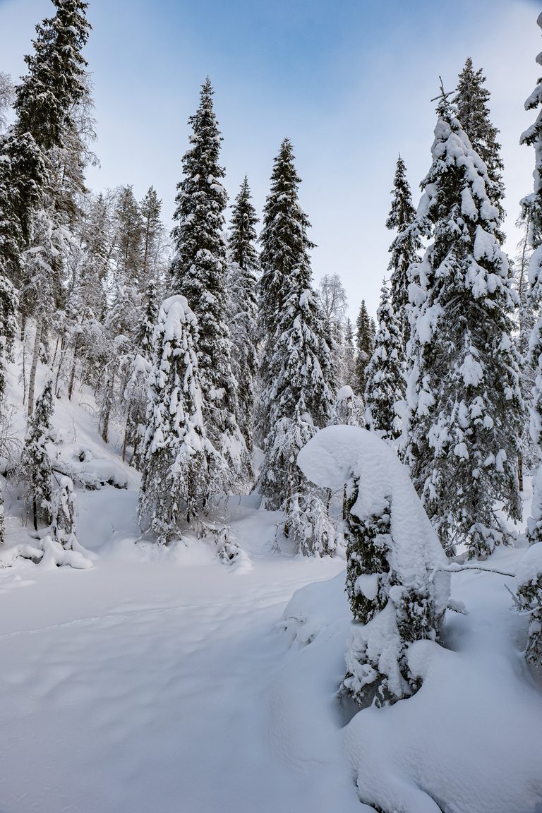 Sapins couverts de neige dans la forêt de Laponie