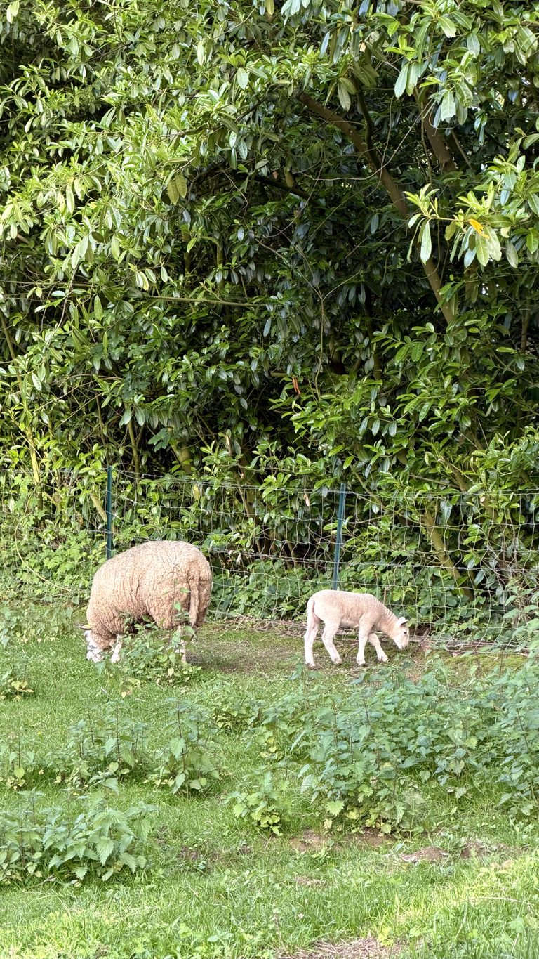 Moutons et agneaux dans le pré de la Ferme de Sorval