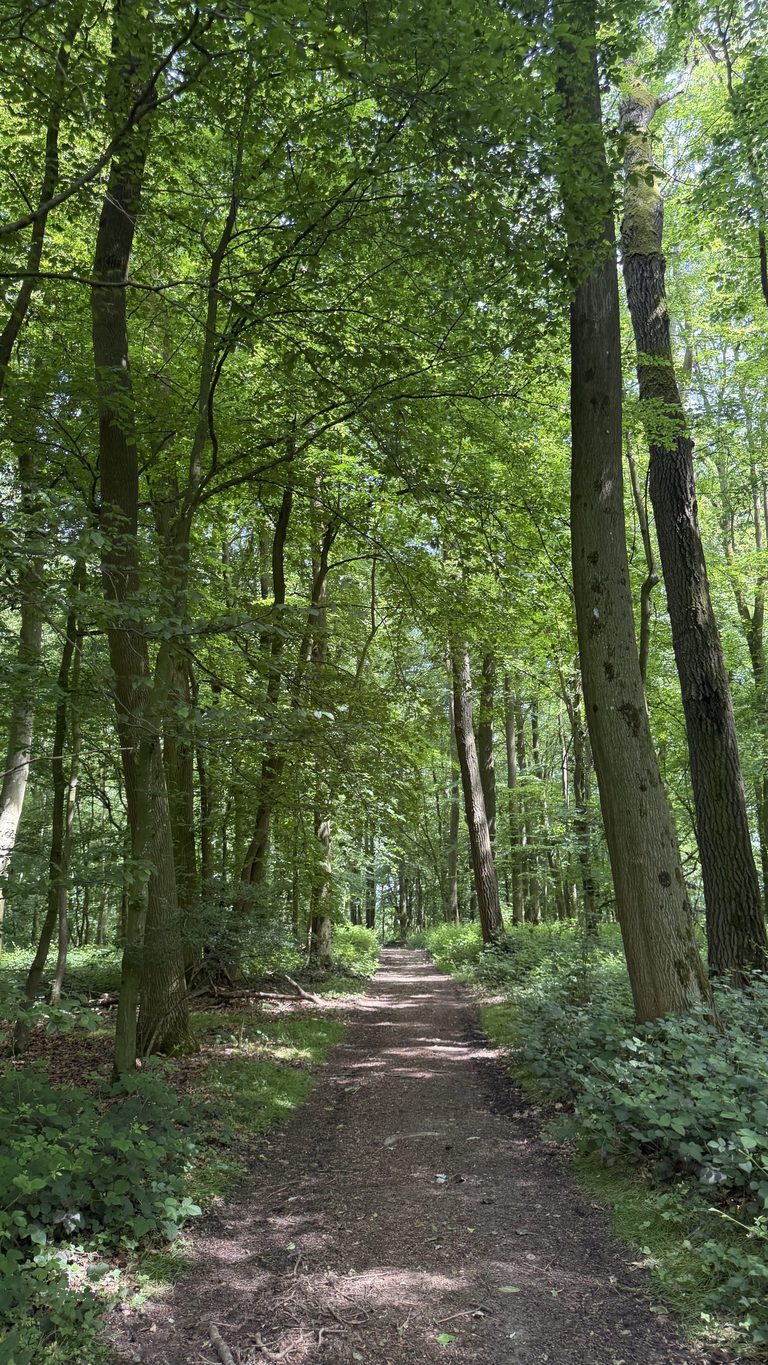 Chemin forestier près de la Ferme de Sorval