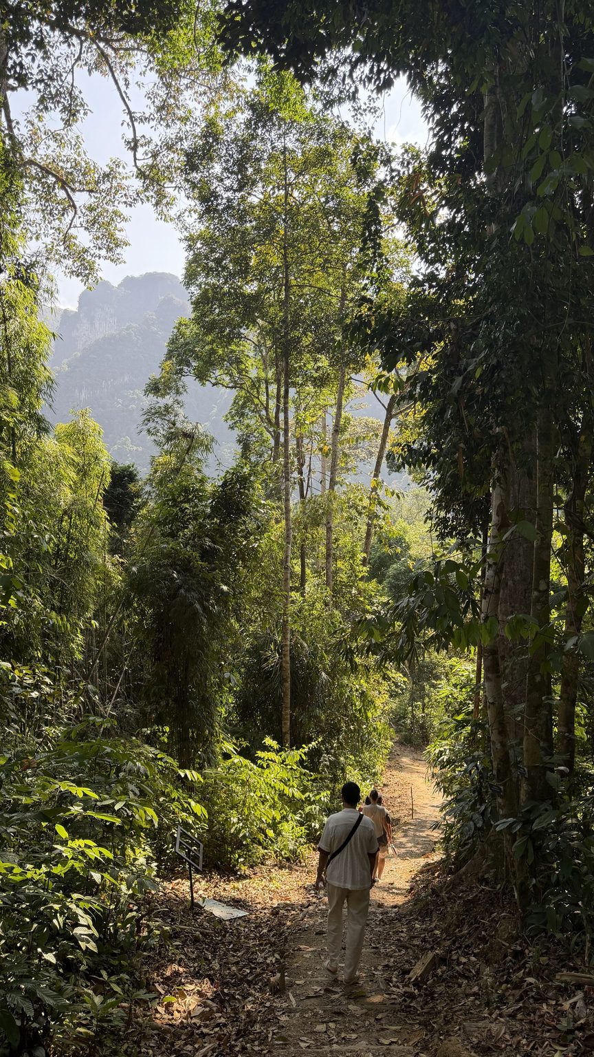 Randonnée dans la jungle du parc national de Khao Sok