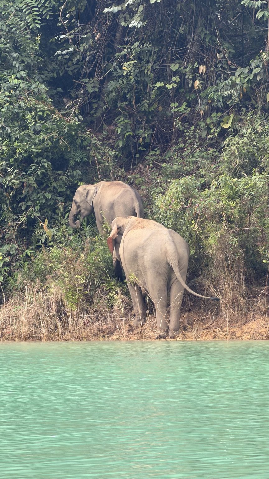 Éléphants sauvages au bord du lac Cheow Lan à Khao Sok