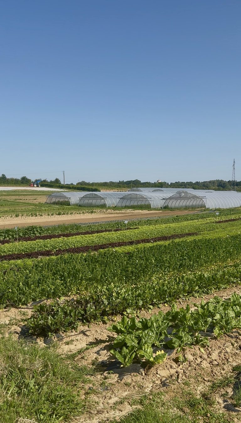 Champs de fraises à cueillir près de la Ferme de Sorval