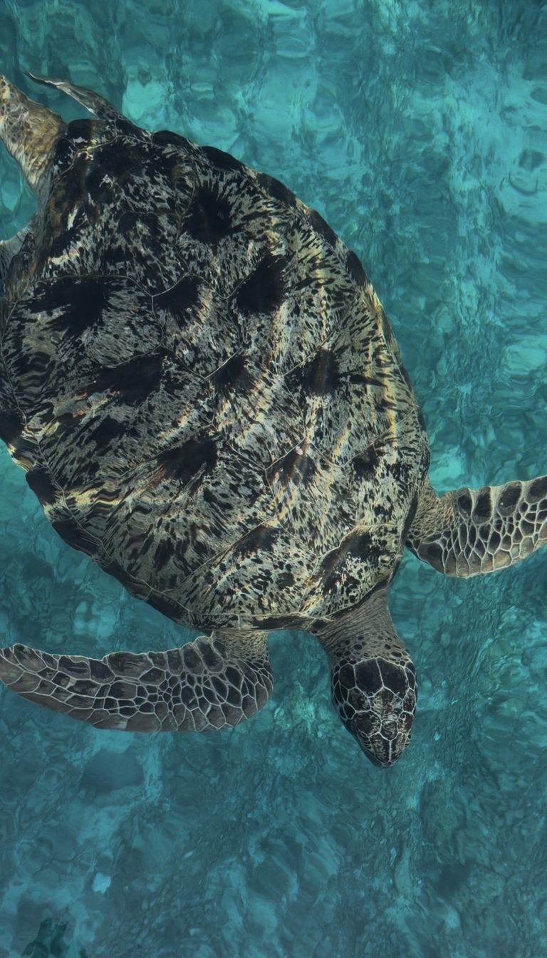 Tortue de mer nageant aux îles Similan