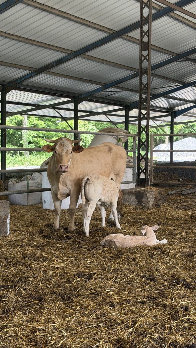 Vaches et veaux dans l'étable de la Ferme de Sorval