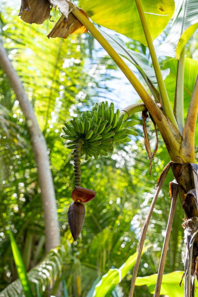 Régime de bananes vertes sur un bananier dans la jungle de Maalhos aux Maldives