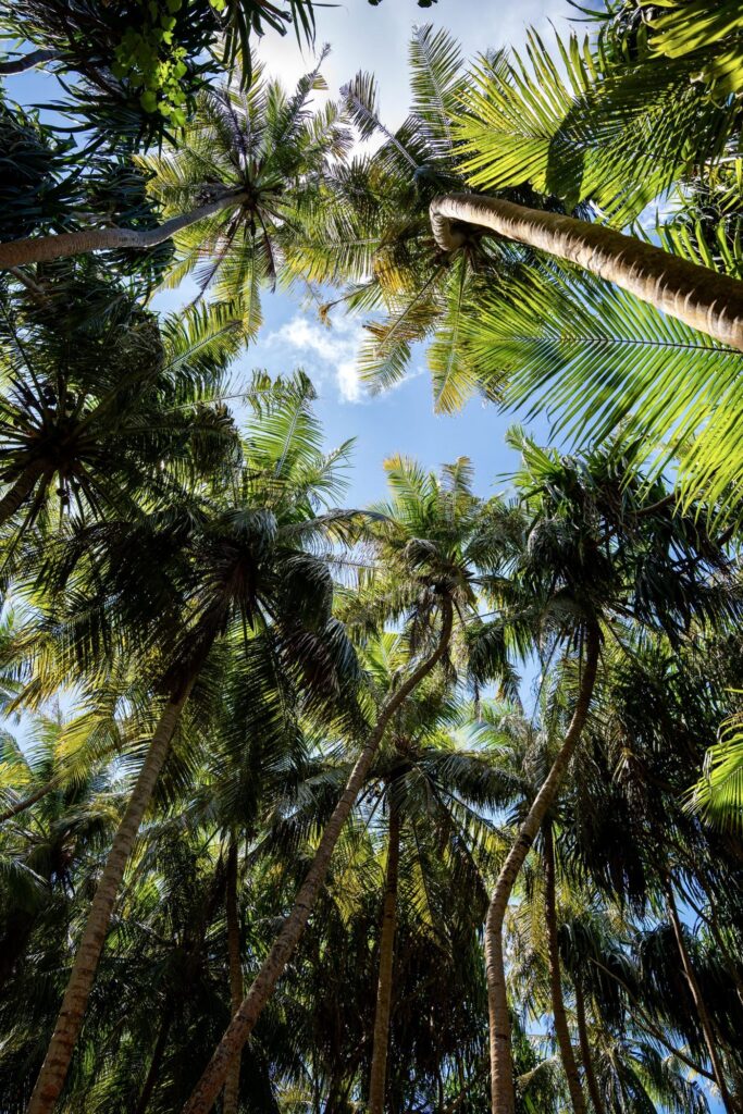 Cocotiers vus d'en bas sous le ciel bleu dans la jungle de Maalhos aux Maldives