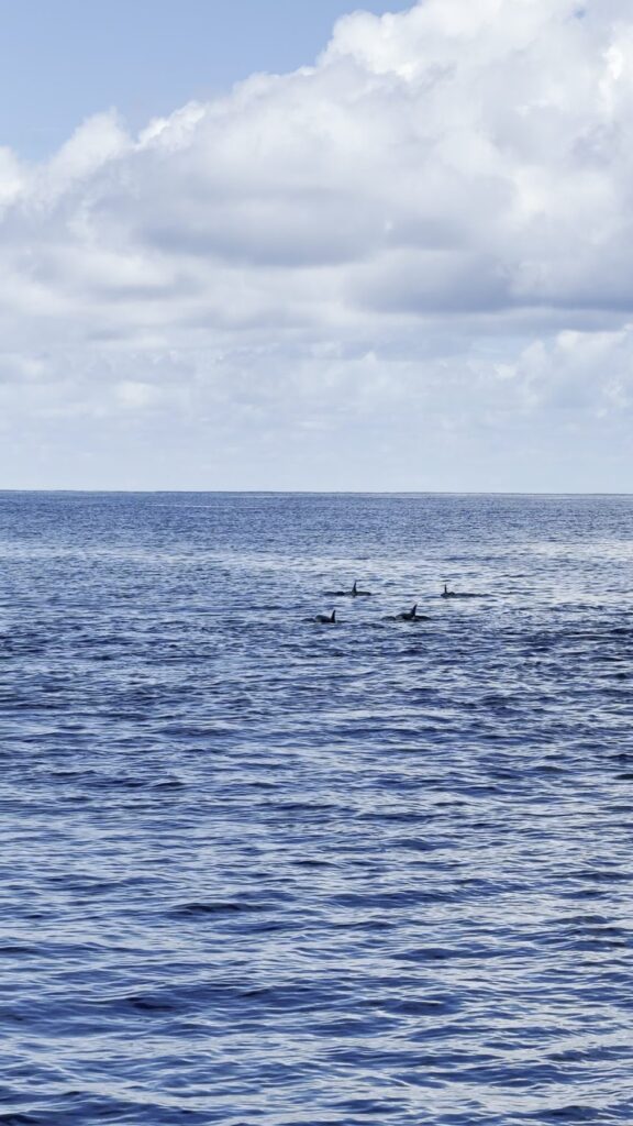 Groupe de dauphins nageant en surface lors de la croisière dauphins à Maalhos aux Maldives