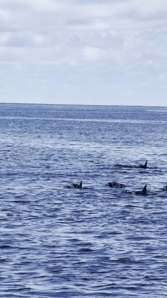 Dauphins sortant leurs nageoires de l'eau près du bateau à Maalhos aux Maldives