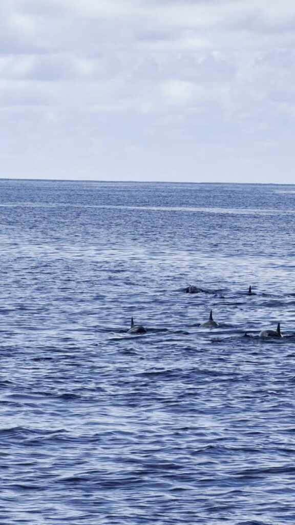 Dauphins sauvages dans l'océan pendant une sortie en bateau à Maalhos aux Maldives