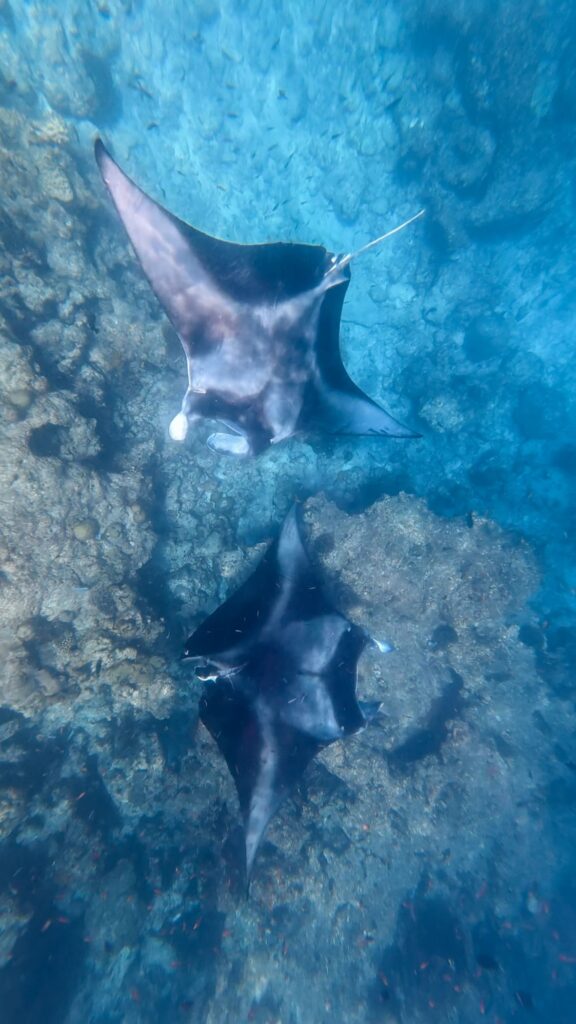 Deux raies mantas vues du dessus en snorkeling près de Maalhos aux Maldives