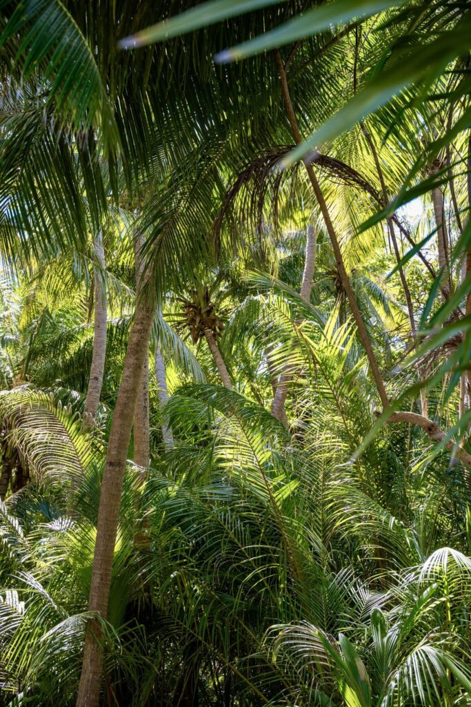 Jungle de cocotiers et palmiers à l'intérieur de l'île de Maalhos aux Maldives