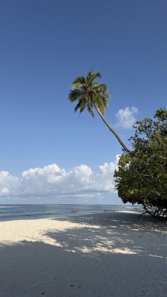 Cocotier penché au-dessus d'une plage déserte à Maalhos aux Maldives
