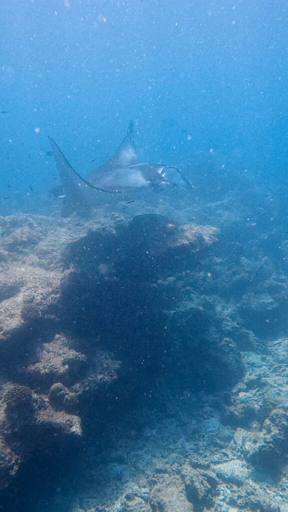 Raie manta glissant au-dessus des coraux près de Maalhos aux Maldives