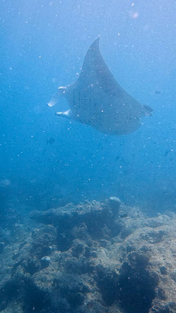 Raie manta nageant au-dessus du récif dans l'atoll de Baa près de Maalhos aux Maldives