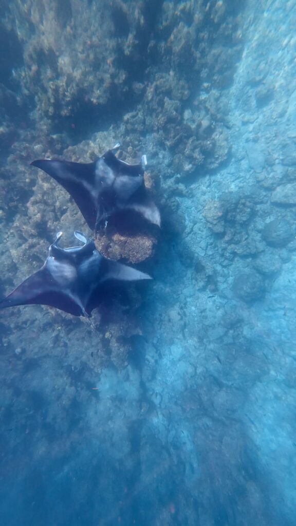 Deux raies mantas au-dessus du récif corallien dans l'atoll de Baa près de Maalhos aux Maldives
