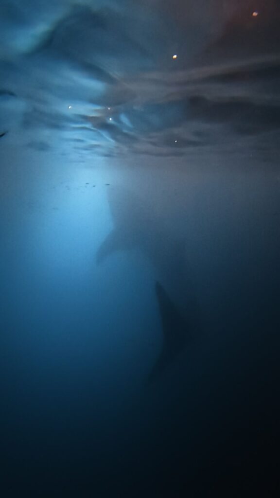 Nageoire caudale d'un requin-baleine sous la surface près de Maalhos aux Maldives