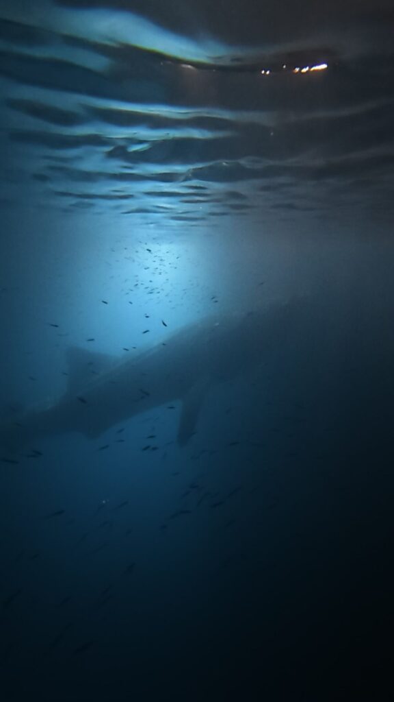 Requin-baleine entouré de petits poissons dans l'atoll de Baa près de Maalhos aux Maldives
