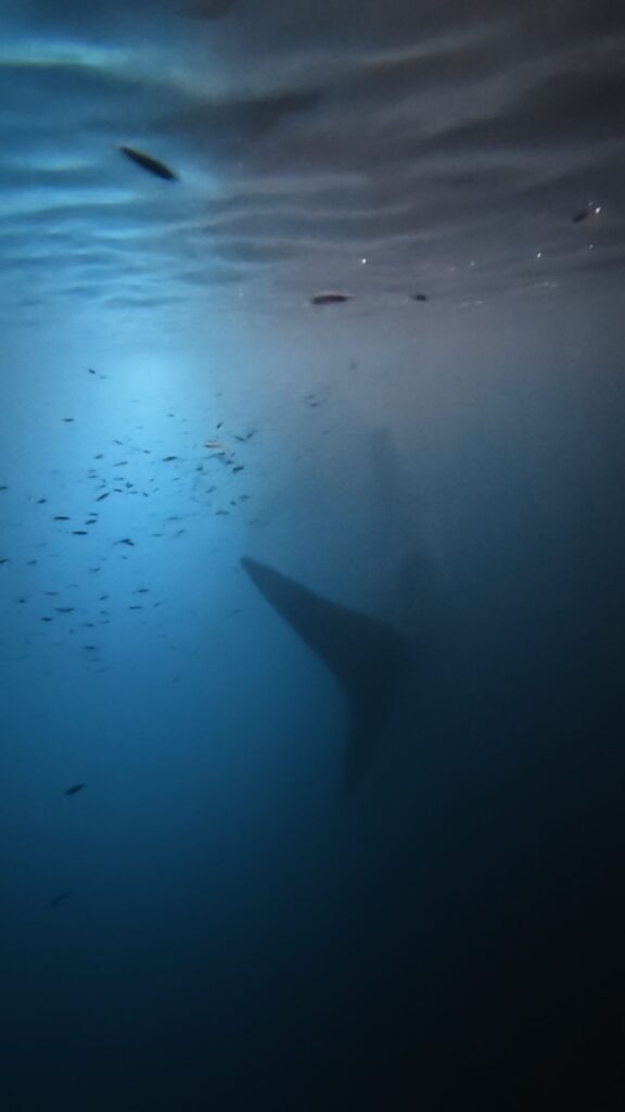 Silhouette d'un requin-baleine dans l'eau bleue au coucher du soleil près de Maalhos aux Maldives