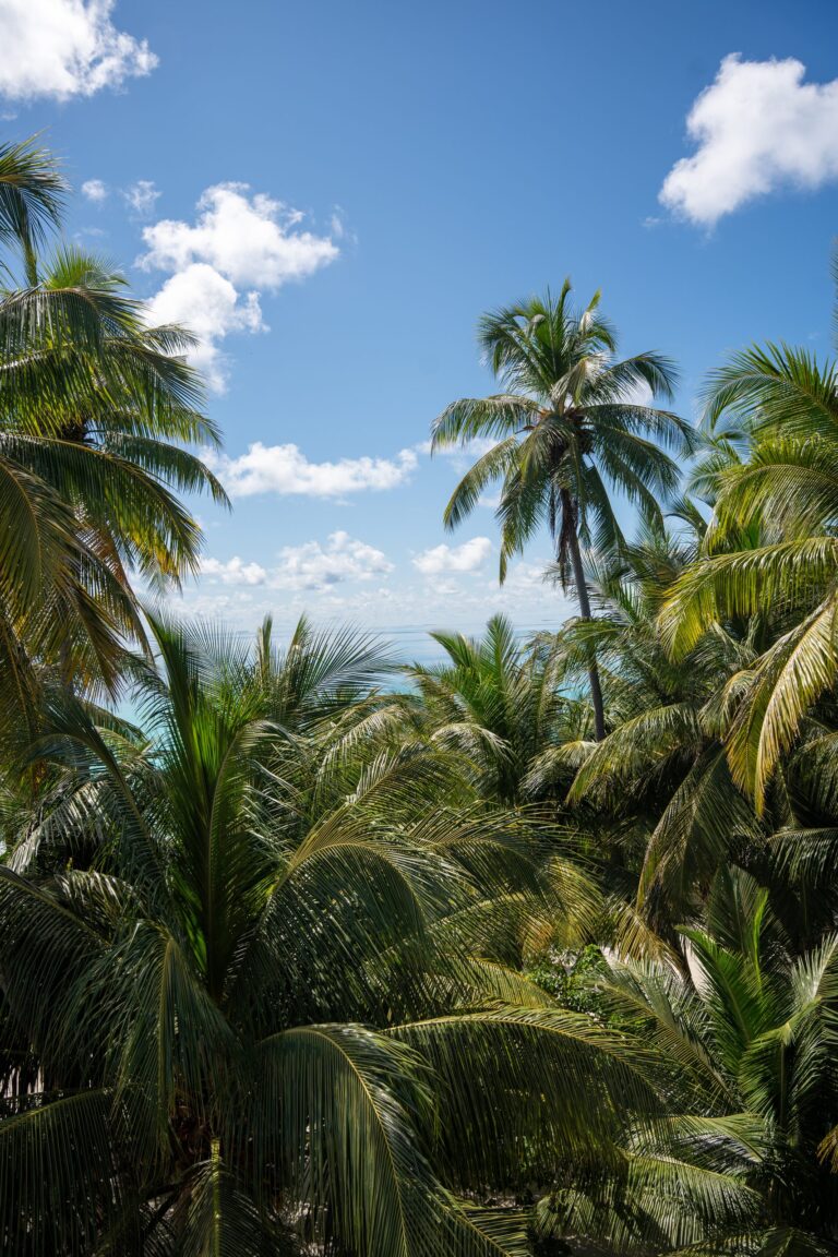 Vue sur les cocotiers depuis le balcon du Beach Hotel à Dhigurah